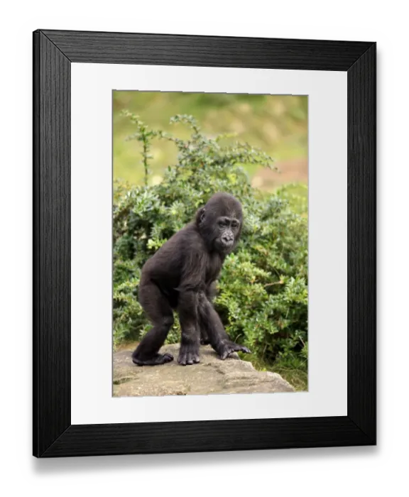Framed Print : Western Lowland Gorilla (Gorilla gorilla gorilla) young, walking on rock (captive) Framed Print : Western Lowland Gorilla (Gorilla gorilla gorilla) young, walking on rock (captive)
