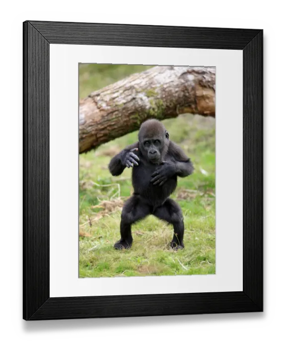 Framed Print : Western Lowland Gorilla (Gorilla gorilla gorilla) young, chest beating, standing on grass (captive) Framed Print : Western Lowland Gorilla (Gorilla gorilla gorilla) young, chest beating, standing on grass (captive)