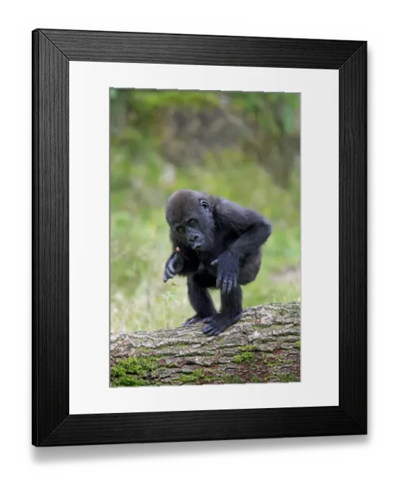 Framed Print : Western Lowland Gorilla (Gorilla gorilla gorilla) young, chest beating, standing on log (captive) Framed Print : Western Lowland Gorilla (Gorilla gorilla gorilla) young, chest beating, standing on log (captive)
