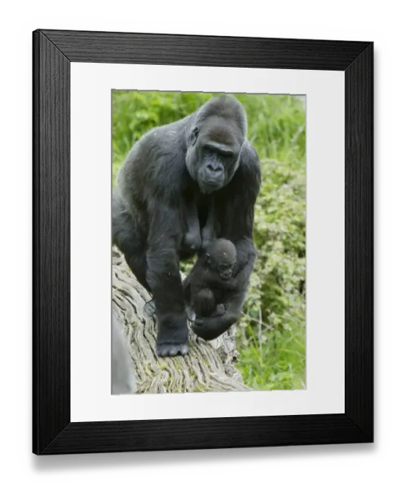Framed Print : Western Lowland Gorilla (Gorilla gorilla gorilla) adult female holding baby, Durrell Wildlife Park (Jersey Zoo) Framed Print : Western Lowland Gorilla (Gorilla gorilla gorilla) adult female holding baby, Durrell Wildlife Park (Jersey Zoo)