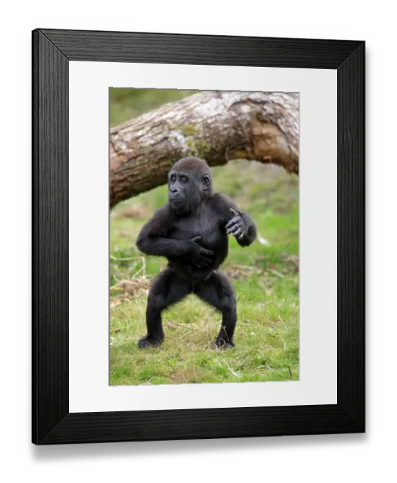 Framed Print : Western Lowland Gorilla (Gorilla gorilla gorilla) young, chest beating, standing on grass (captive) Framed Print : Western Lowland Gorilla (Gorilla gorilla gorilla) young, chest beating, standing on grass (captive)