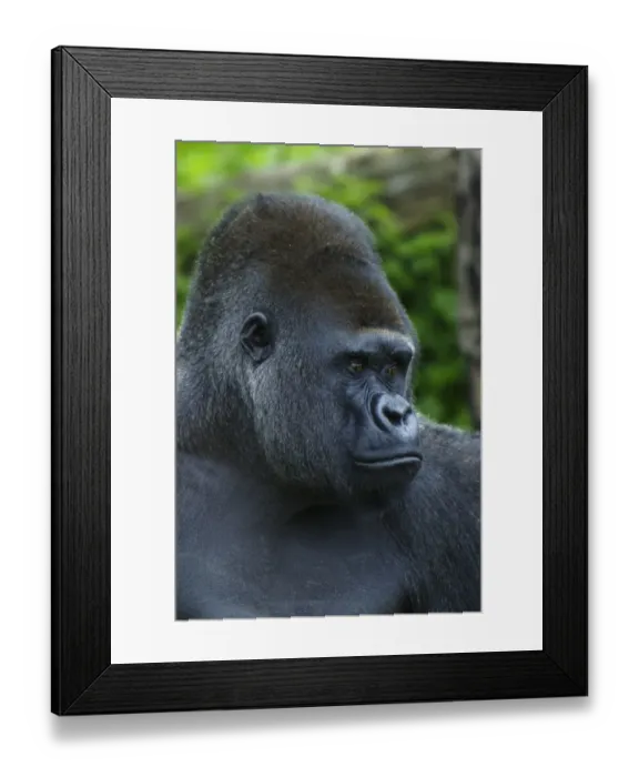 Framed Print : Western Lowland Gorilla (Gorilla gorilla gorilla) silverback adult male, close-up of head Framed Print : Western Lowland Gorilla (Gorilla gorilla gorilla) silverback adult male, close-up of head