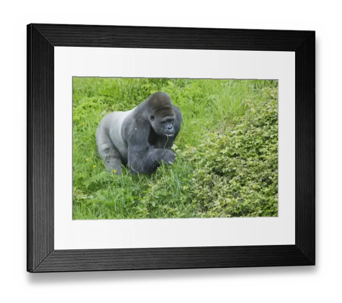 Framed Print : Western Lowland Gorilla (Gorilla gorilla gorilla) silverback adult male, feeding on grass Framed Print : Western Lowland Gorilla (Gorilla gorilla gorilla) silverback adult male, feeding on grass