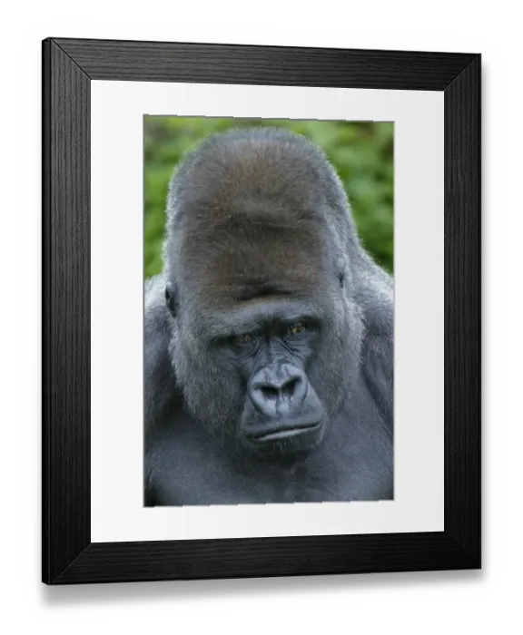 Framed Print : Western Lowland Gorilla (Gorilla gorilla gorilla) silverback adult male, close-up of head Framed Print : Western Lowland Gorilla (Gorilla gorilla gorilla) silverback adult male, close-up of head