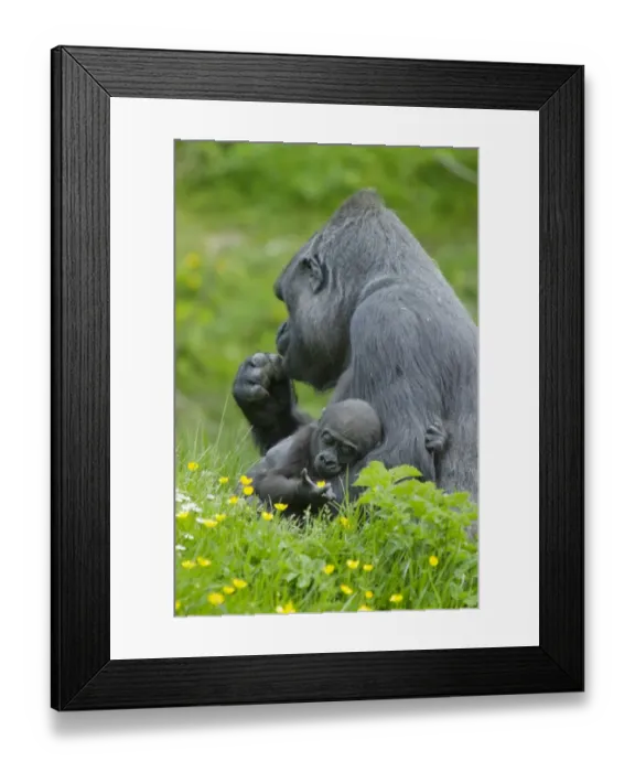 Framed Print : Western Lowland Gorilla (Gorilla gorilla gorilla) adult female holding baby, Durrell Wildlife Park (Jersey Zoo) Framed Print : Western Lowland Gorilla (Gorilla gorilla gorilla) adult female holding baby, Durrell Wildlife Park (Jersey Zoo)