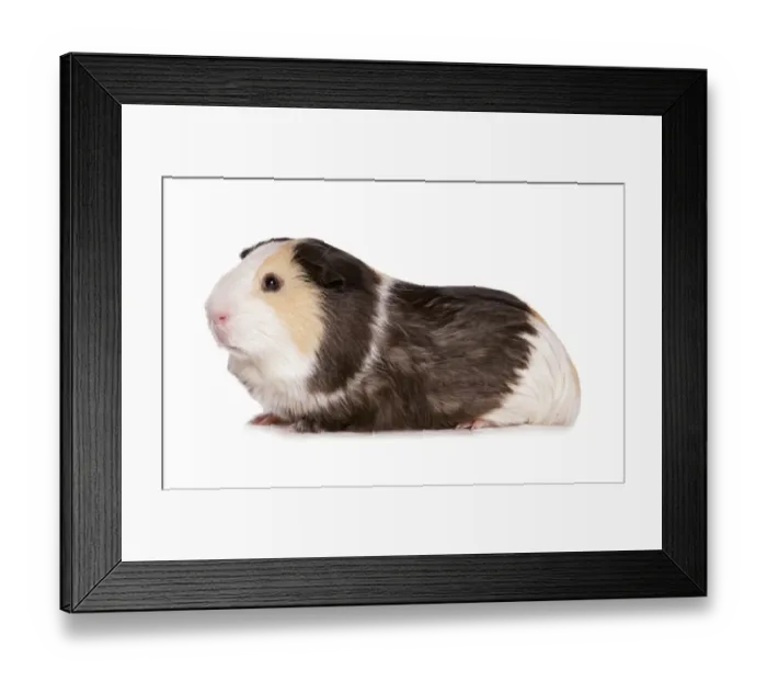 Framed Print : Domestic Guinea Pig (Cavia porcellus) tricolour adult, sitting