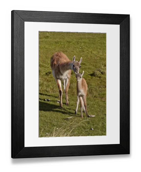 Framed Print : Guanaco (Lama guanicoe) adult female with calf, standing together, Torres del Paine N. P Framed Print : Guanaco (Lama guanicoe) adult female with calf, standing together, Torres del Paine N. P