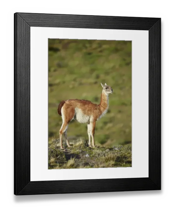 Framed Print : Guanaco (Lama guanicoe) adult, standing, Torres del Paine N. P. Southern Patagonia, Chile, November Framed Print : Guanaco (Lama guanicoe) adult, standing, Torres del Paine N. P. Southern Patagonia, Chile, November
