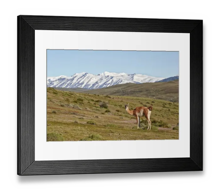 Framed Print : Guanaco (Lama guanicoe) adult, standing in mountain habitat, Torres del Paine N. P. Southern Patagonia, Chile, November Framed Print : Guanaco (Lama guanicoe) adult, standing in mountain habitat, Torres del Paine N. P. Southern Patagonia, Chile, November