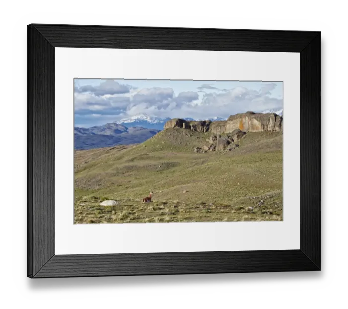 Framed Print : Guanaco (Lama guanicoe) adult, resting in mountain habitat, Torres del Paine N. P. Southern Patagonia, Chile, November Framed Print : Guanaco (Lama guanicoe) adult, resting in mountain habitat, Torres del Paine N. P. Southern Patagonia, Chile, November