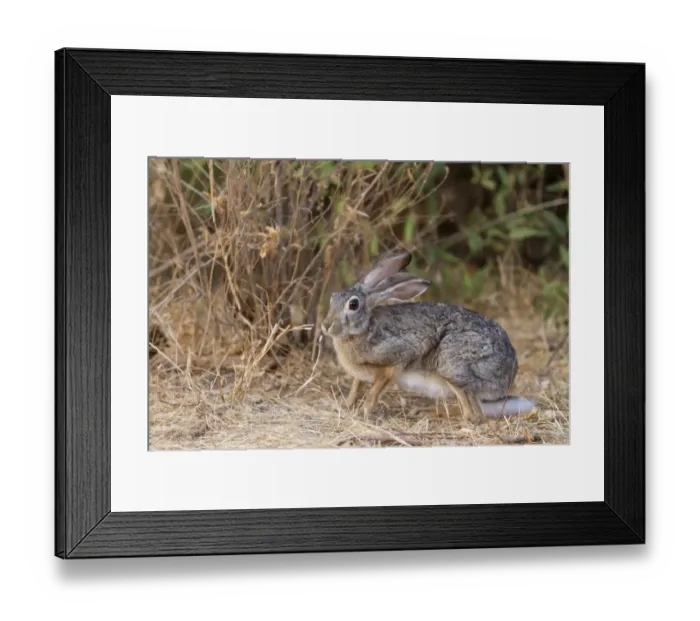 Framed Print : Scrub Hare (Lepus saxatilis) adult, standing alert in dry savannah, Samburu National Reserve, Kenya, August