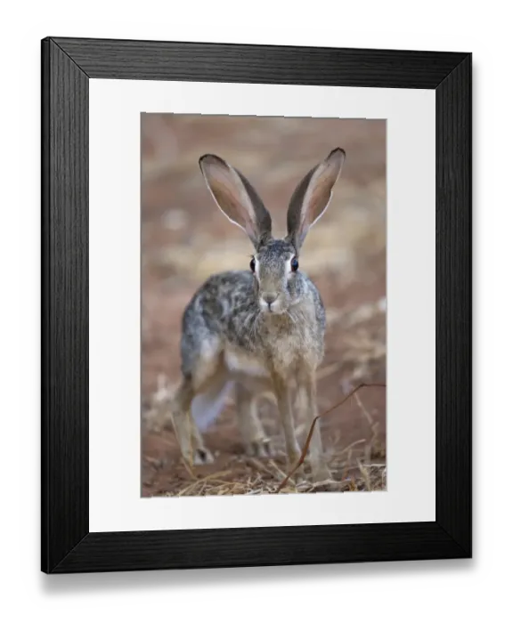 Framed Print : Scrub Hare (Lepus saxatilis) adult, standing alert in dry savannah, Samburu National Reserve, Kenya, August Framed Print : Scrub Hare (Lepus saxatilis) adult, standing alert in dry savannah, Samburu National Reserve, Kenya, August
