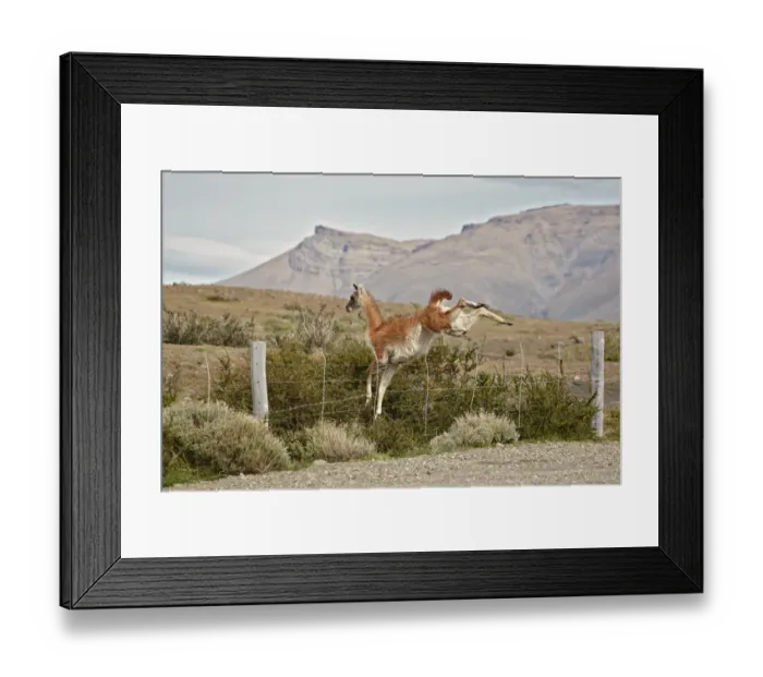 Framed Print : Guanaco (Lama guanicoe) adult, jumping over wire fence, Torres del Paine N. P. Southern Patagonia, Chile, November