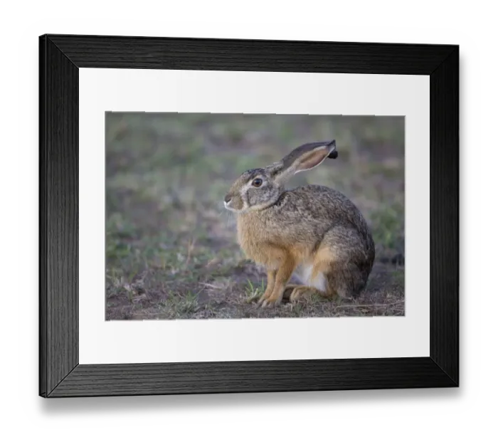 Framed Print : Cape Hare (Lepus capensis) adult, sitting in savannah, Masai Mara National Reserve, Kenya, August Framed Print : Cape Hare (Lepus capensis) adult, sitting in savannah, Masai Mara National Reserve, Kenya, August
