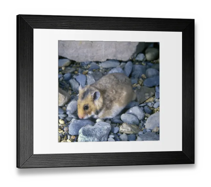 Framed Print : Golden Hamster (mesocricetus auratus) Framed Print : Golden Hamster (mesocricetus auratus)
