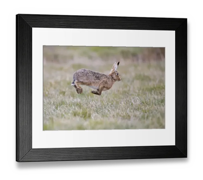 Framed Print : European Hare (Lepus europaeus) adult male, running, stotting back to female in grass field, Suffolk, England, March