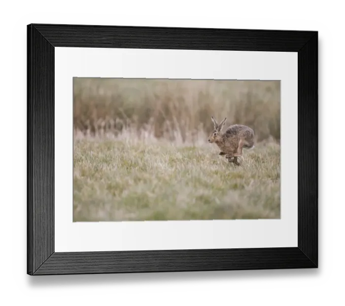 Framed Print : European Hare (Lepus europaeus) adult, running in grass field, Suffolk, England, March Framed Print : European Hare (Lepus europaeus) adult, running in grass field, Suffolk, England, March