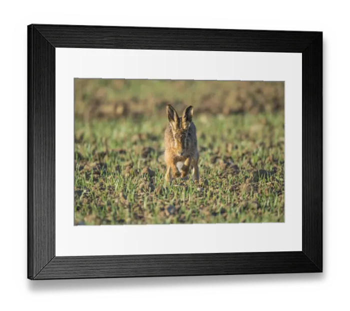 Framed Print : European Hare (Lepus europaeus) adult, running in seedling wheat crop, Norfolk, England, April Framed Print : European Hare (Lepus europaeus) adult, running in seedling wheat crop, Norfolk, England, April