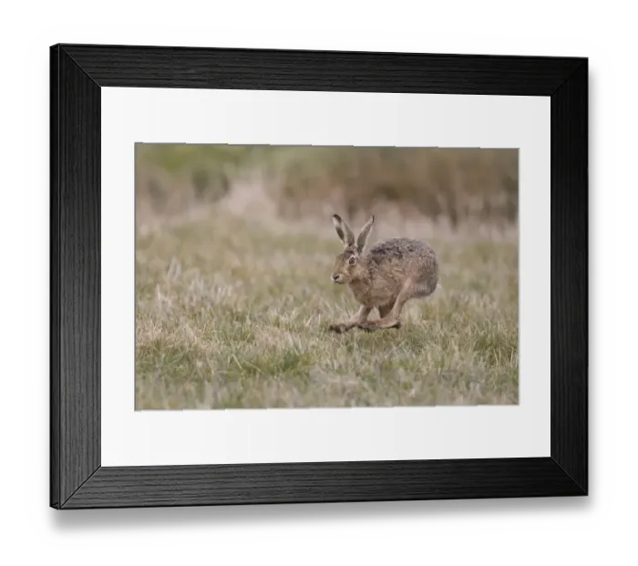 Framed Print : European Hare (Lepus europaeus) adult, running in grass field, Suffolk, England, March Framed Print : European Hare (Lepus europaeus) adult, running in grass field, Suffolk, England, March