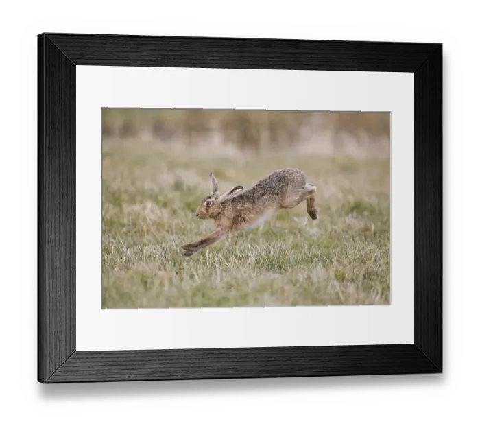 Framed Print : European Hare (Lepus europaeus) adult, running in grass field, Suffolk, England, March Framed Print : European Hare (Lepus europaeus) adult, running in grass field, Suffolk, England, March