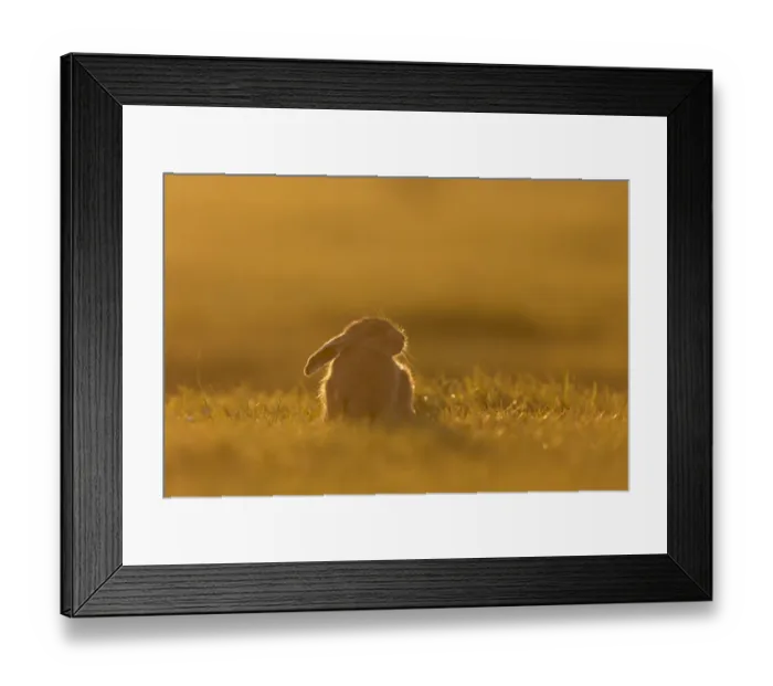 Framed Print : European Hare (Lepus europaeus) leveret, feeding, sitting on grass field, backlit in evening sunlight, Suffolk Framed Print : European Hare (Lepus europaeus) leveret, feeding, sitting on grass field, backlit in evening sunlight, Suffolk