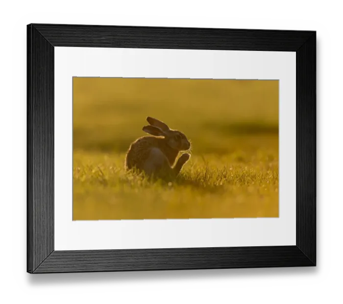 Framed Print : European Hare (Lepus europaeus) leveret, scratching chin with hind foot on grass field, backlit in evening sunlight Framed Print : European Hare (Lepus europaeus) leveret, scratching chin with hind foot on grass field, backlit in evening sunlight