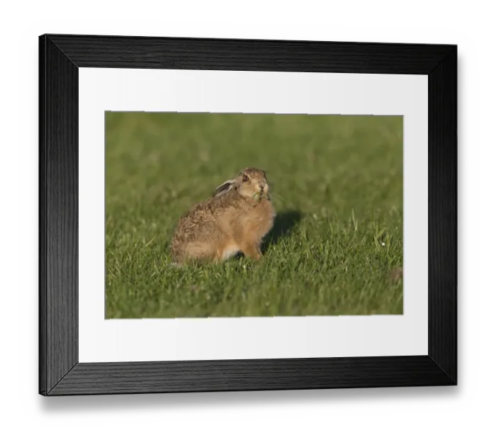 Framed Print : European Hare (Lepus europaeus) leveret, feeding on grass, Suffolk, England, May Framed Print : European Hare (Lepus europaeus) leveret, feeding on grass, Suffolk, England, May