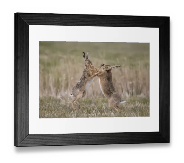Framed Print : European Hare (Lepus europaeus) adult pair, boxing, female fighting off male in grass field, Suffolk, England, March Framed Print : European Hare (Lepus europaeus) adult pair, boxing, female fighting off male in grass field, Suffolk, England, March