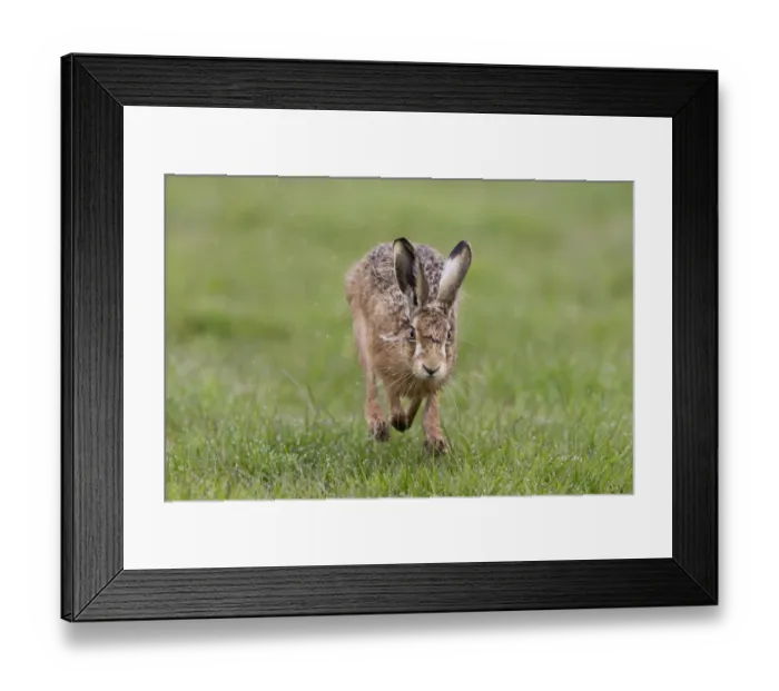 Framed Print : European Hare (Lepus europaeus) adult, running in grass field, Suffolk, England, March Framed Print : European Hare (Lepus europaeus) adult, running in grass field, Suffolk, England, March