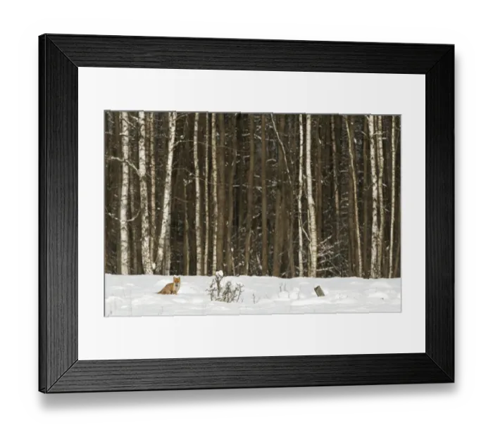 Framed Print : European Red Fox (Vulpes vulpes) adult, standing in snow at edge of Silver Birch (Betula pendula) forest habitat Framed Print : European Red Fox (Vulpes vulpes) adult, standing in snow at edge of Silver Birch (Betula pendula) forest habitat