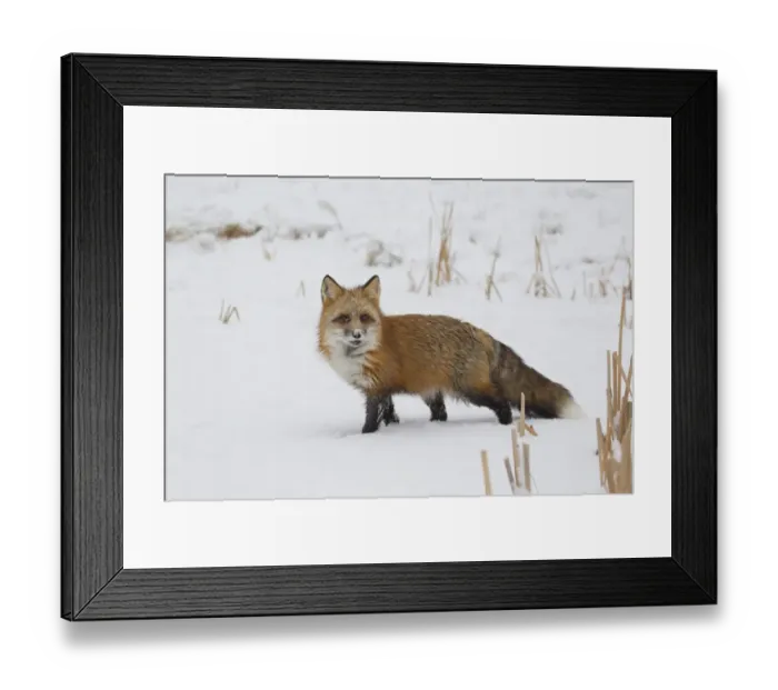 Framed Print : American Red Fox (Vulpes vulpes fulva) adult female, standing on snow, Minnesota, U. S. A. January (captive) Framed Print : American Red Fox (Vulpes vulpes fulva) adult female, standing on snow, Minnesota, U. S. A. January (captive)