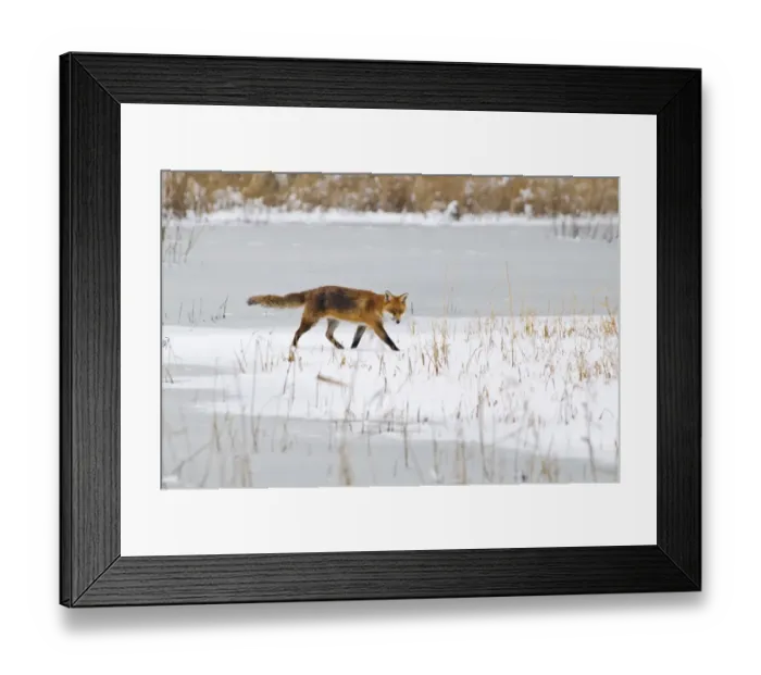 Framed Print : European Red Fox (Vulpes vulpes) adult, walking across snow covered grassland at edge of frozen wader scrape Framed Print : European Red Fox (Vulpes vulpes) adult, walking across snow covered grassland at edge of frozen wader scrape