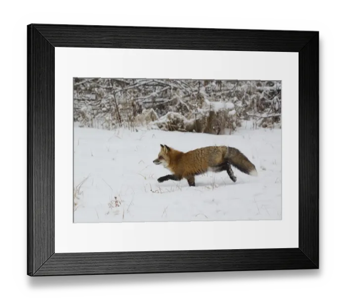 Framed Print : American Red Fox (Vulpes vulpes fulva) adult female, running on snow, Minnesota, U. S. A. January (captive) Framed Print : American Red Fox (Vulpes vulpes fulva) adult female, running on snow, Minnesota, U. S. A. January (captive)