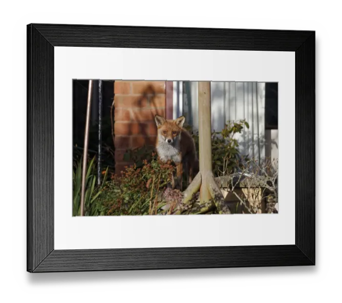 Framed Print : European Red Fox (Vulpes vulpes) adult, standing in garden, Warwickshire, England, December