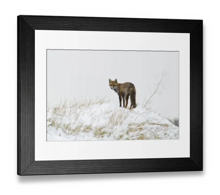 Framed Print : European Red Fox (Vulpes vulpes) adult, standing on top of artificial bat hibernaculum in snow Framed Print : European Red Fox (Vulpes vulpes) adult, standing on top of artificial bat hibernaculum in snow