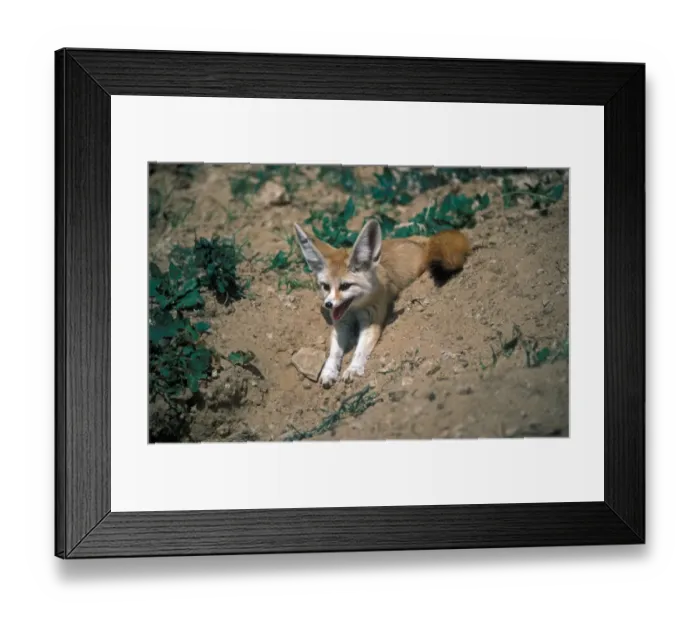 Framed Print : FoxFennec (Fennecus zerda) lying on soil / panting / tag on ear Framed Print : FoxFennec (Fennecus zerda) lying on soil / panting / tag on ear