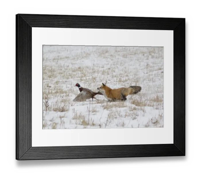 Framed Print : American Red Fox (Vulpes vulpes fulva) adult female, running in snow covered field capturing Common Pheasant Framed Print : American Red Fox (Vulpes vulpes fulva) adult female, running in snow covered field capturing Common Pheasant