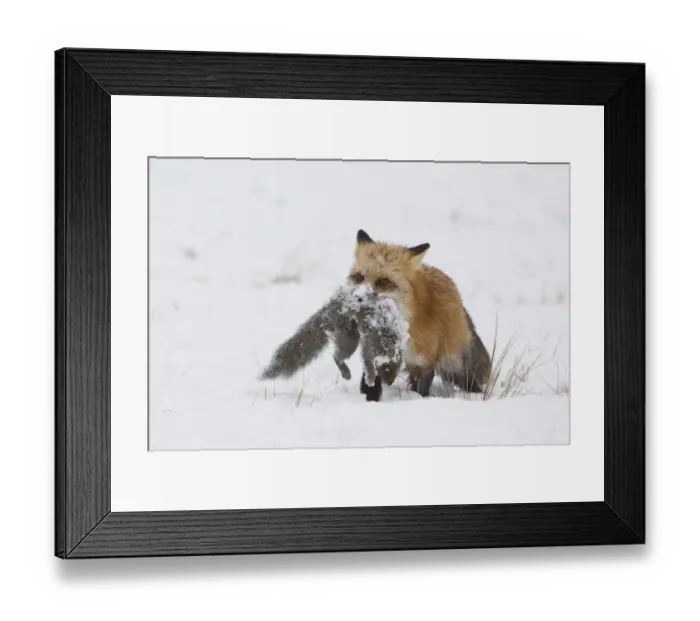 Framed Print : American Red Fox (Vulpes vulpes fulva) adult female, carrying Eastern Grey Squirrel (Sciurus carolinensis) adult