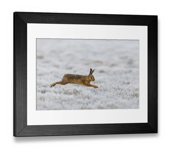 Framed Print : European Hare (Lepus europaeus) adult, running in frost covered grass field, Suffolk, England, March Framed Print : European Hare (Lepus europaeus) adult, running in frost covered grass field, Suffolk, England, March