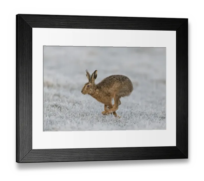 Framed Print : European Hare (Lepus europaeus) adult, running in frost covered grass field, Suffolk, England, March Framed Print : European Hare (Lepus europaeus) adult, running in frost covered grass field, Suffolk, England, March