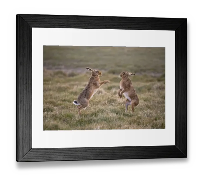 Framed Print : European Hare (Lepus europaeus) adult pair, boxing, female fighting off male in grass field, Suffolk, England, March Framed Print : European Hare (Lepus europaeus) adult pair, boxing, female fighting off male in grass field, Suffolk, England, March