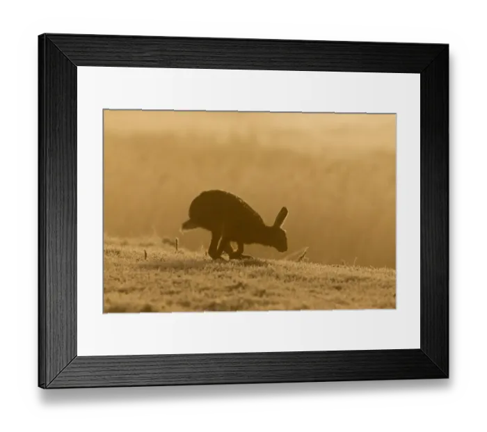 Framed Print : European Hare (Lepus europaeus) adult, running in frost covered grass field at sunrise, Suffolk, England, March Framed Print : European Hare (Lepus europaeus) adult, running in frost covered grass field at sunrise, Suffolk, England, March