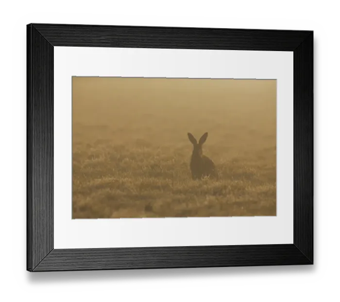 Framed Print : European Hare (Lepus europaeus) adult, sitting in grass field at sunrise, Suffolk, England, March Framed Print : European Hare (Lepus europaeus) adult, sitting in grass field at sunrise, Suffolk, England, March
