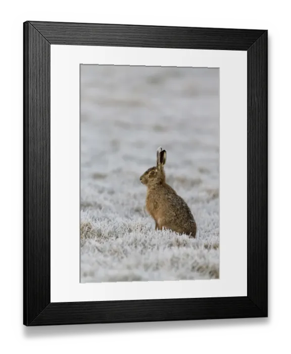Framed Print : European Hare (Lepus europaeus) adult, sitting in frost covered grass field, Suffolk, England, March Framed Print : European Hare (Lepus europaeus) adult, sitting in frost covered grass field, Suffolk, England, March