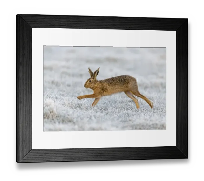 Framed Print : European Hare (Lepus europaeus) adult, running in frost covered grass field, Suffolk, England, March Framed Print : European Hare (Lepus europaeus) adult, running in frost covered grass field, Suffolk, England, March