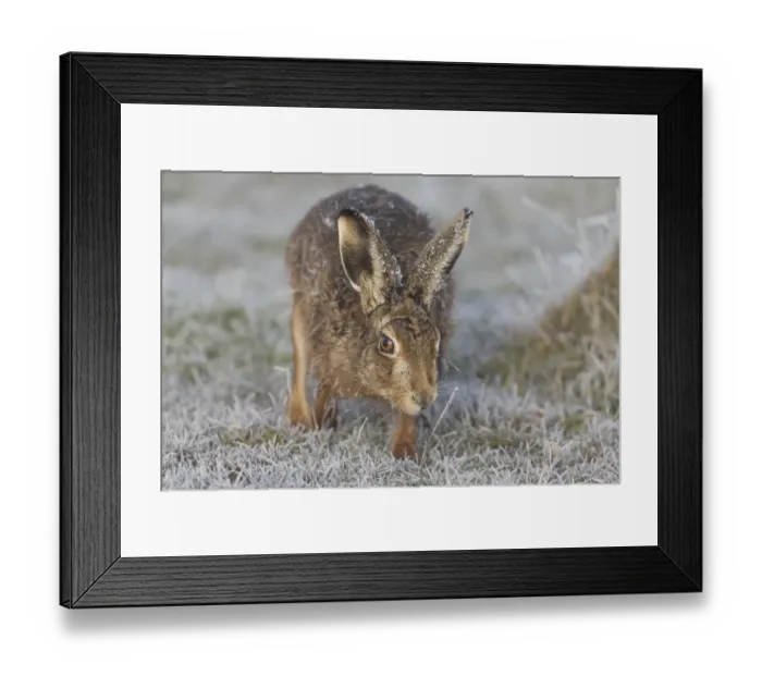 Framed Print : European Hare (Lepus europaeus) adult male, smelling grass stem for scent of females