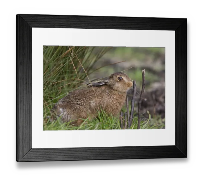 Framed Print : European Hare (Lepus europaeus) leveret, smelling plant stem, Suffolk, England, May
