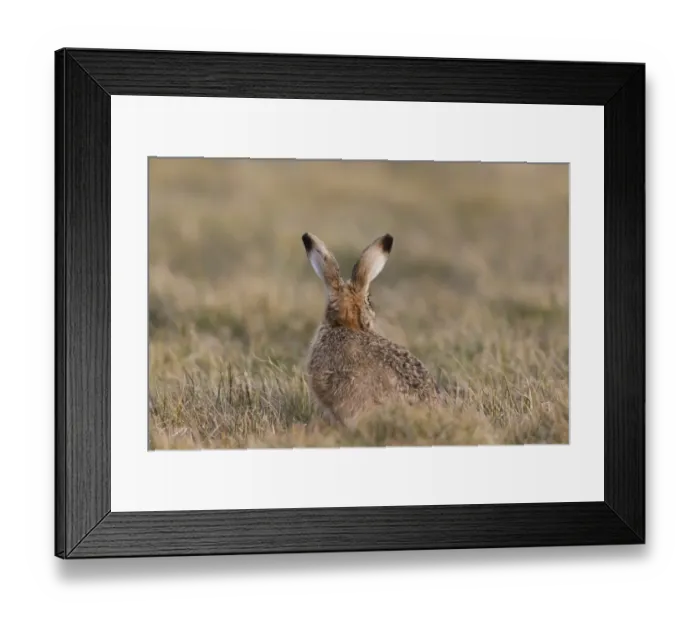 Framed Print : European Hare (Lepus europaeus) adult, rear view, sitting in grass field, Suffolk, England, March Framed Print : European Hare (Lepus europaeus) adult, rear view, sitting in grass field, Suffolk, England, March