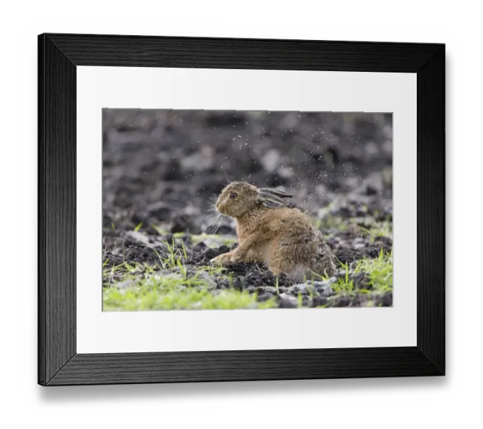 Framed Print : European Hare (Lepus europaeus) leveret, shaking rain from fur, Suffolk, England, May Framed Print : European Hare (Lepus europaeus) leveret, shaking rain from fur, Suffolk, England, May