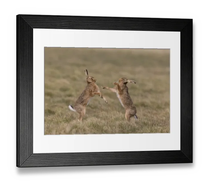 Framed Print : European Hare (Lepus europaeus) adult pair, boxing, female fighting off male in grass field, Suffolk, England, March Framed Print : European Hare (Lepus europaeus) adult pair, boxing, female fighting off male in grass field, Suffolk, England, March